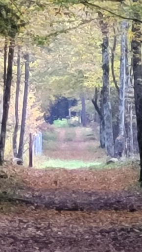 In Nature Bialowieza